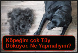 Kopegim Cok Tuy Dokuyor Ne Yapmaliyim Dini Ve Kulturel Bilgiler