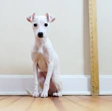 Bright white fur and triangular ears are their trademark features. 15 Short Haired Dogs Dogs Breeds With Short Hair