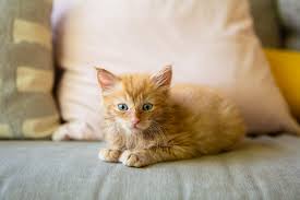 Image result for kittens