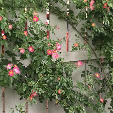Media in category rosa 'american pillar'. Photo Of The Entire Plant Of Rose Rosa American Pillar Posted By Csandt Garden Org