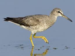 Image result for Trachypogon chevalieri