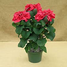 How To Grow Care For And Maintain A Winter Rose Poinsettia Poinsettia Care Rose Plant Care Winter Rose