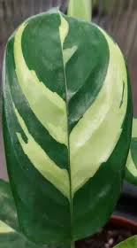 Image result for Ktenante Ctenanthe