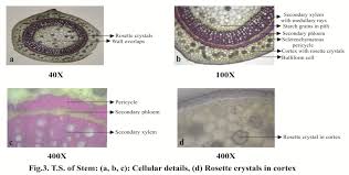 Image result for Corbichonia decumbens