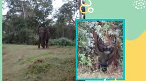 Mar 05, 2009 · the latest tweets from marshall mathers (@eminem): This Video Of Tiger Sneaking Behind Elephant Has Netizens Intrigued Trending News The Indian Express