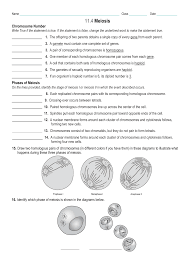 Getting the books section 11 4 meiosis answer key now is not type of challenging means. Chromosome Number Worksheet Answers Promotiontablecovers