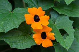 Image result for Thunbergia alata