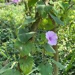 Image result for Ipomoea rubens