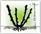 budama bahcecilik guller simsek