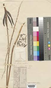 Image result for Dipcadi viride