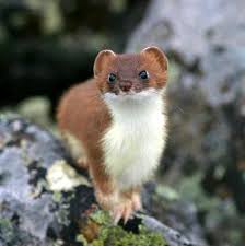 Animals On Planet Earth Enjoy A Unique Position On Its Ecological Cycle And If Not For Them Mankind Would Also Not Be Able To Cute Animals Animals Animals Wild
