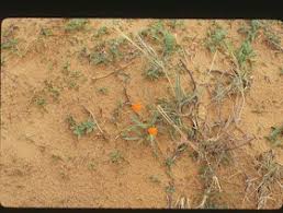 Image result for Cienfuegosia digitata