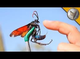 6 Reasons Why You Should Think Twice About Moving To Tucson Sparefoot Moving Guides Tarantula Hawk Tarantula Hawk Wasp Tarantula