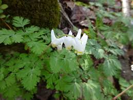 You can send flowers for any occasion including wedding and sympathies through our website. More Early Spring Bloomers Flowers Of April And May New York State Parks Blog