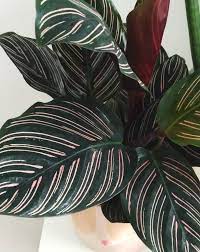 Calathea Ornata Plant Care Tips Ashley Hosmer Rainforest Plants Calathea Plant Calathea