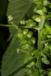Image result for Acalypha fimbriata