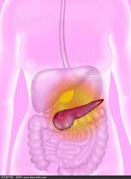 Human anatomy drawing drawing theory. Stock Image 8811706 01a8dt98 Bsip Search Stock Photos Images Pictures Photography At Diomedia