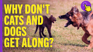 You can facilitate positive behavior in your dogs, helping them to get along. Why Don T Cats And Dogs Get Along Interesting To Know Keep It In Mind Youtube