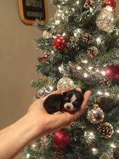 See christmas decoration stock video clips. 540 Christmas Dog Ideas Christmas Dog Christmas Animals Cute Animals