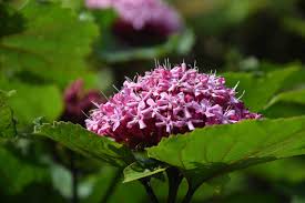 Image result for Clerodendrum