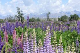 Maybe you would like to learn more about one of these? Wild Flowers Loopy About New Zealand Lupins Kiwi Travel And Tours Ltd