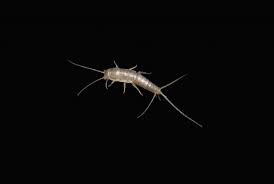 Die nachtaktiven insekten lieben orte mit warmen temperaturen und hoher luftfeuchtigkeit. Tipps Zum Silberfische Bekampfen Vertreiben Hausfrauentipps De