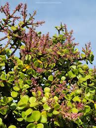 Image result for Portulacaria