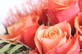 Pixabay è una vibrante comunità di creativi che condividono immagini e video liberi da copyright. Rose Mazzo Di Fiori Immagini Gratis Da Scaricare Titania Foto