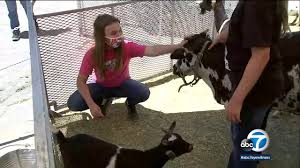 O ur mobile petting zoo lets you entertain your kids and their friends in a fun and unique way. A Camel For Your Next Zoom Call A Pony Drive By San Bernardino County S Giddy Up Ranch Gets Creative As Animal Business In Jeopardy Due To Covid 19 Abc7 Los Angeles