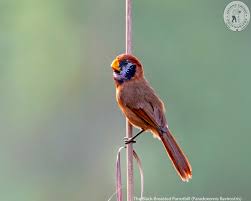 Image result for Grewia hornbyi