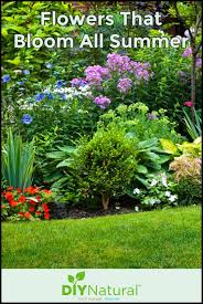 Check spelling or type a new query. Plants That Give Colorful Flowers All Summer Long Outdoor Plants Summer Plants Plants