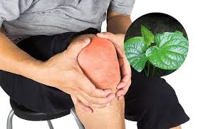 Tác dụng tuyệt vời của lá lốt đối với xương khớp