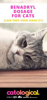 A 2 mg dose for a cat = 0.8 ml a 3 mg dose for a cat = 1.2 ml Wondering If You Can Give Your Cat Benadryl To Fight Her Allergy Symptoms Wonder No More Find Out Everything You Need To Know Benadryl For Cats Cats Cat Care