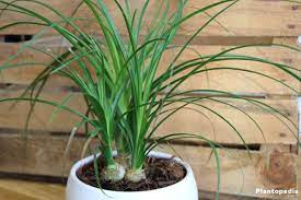 They might just reward you by leaving your plants alone. Best Indoor Plants Low Light Low Light Houseplants Plantopedia