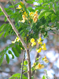 Image result for Calpurnia aurea