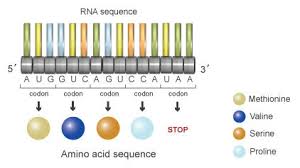The Information In Dna Determines Cellular Function Via