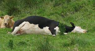 Cow Tipping Wikipedia