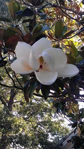 Maybe you would like to learn more about one of these? Charleston Sc My Favorite Flower Of All Magnolia Flower Nature Plants Magnolia Blossom