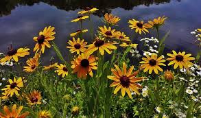 See full list on wikihow.com Black Eyed Susan How To Grow And Care For Rudbeckia Plants Epic Gardening