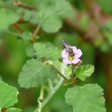 Image result for Melochia corchorifolia