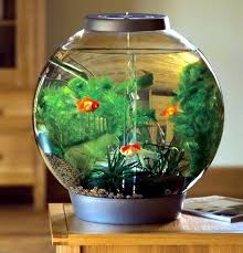 15 inspirasi ikan aquascape tersebut kiranya dapat menjadi inspirasi bagi aqua friends. 30 Desain Aquarium Mini Minimalis Untuk Pemula Desain Id