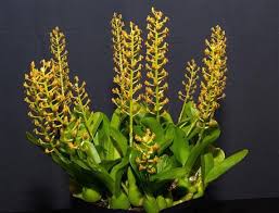 Image result for Liparis mulindana