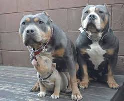 Beautiful Blue And Silver Tri Colored Pit Family Nothing But Chest And Head Bully Dog Cute Dogs Pitbull Puppies