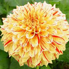 Image result for Gloriosa