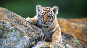 Cute Baby Animal Desktop Wallpapers High Definition Cute Wild Animals Wild Animal Wallpaper Animal Wallpaper