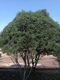 Image result for Pittosporum abyssinicum