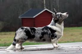 Corgi galés de Cardigan - Wikipedia, la ...