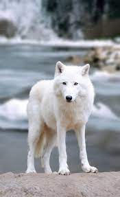 Wolf Albino Animals Wolf Dog Wolf Photos