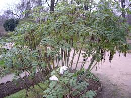 Image result for Dahlia excelsa