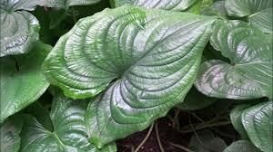 Image result for Cyanastrum